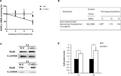 AChR β-Subunit mRNAs Are Stabilized by HuR in a Mouse Model of Congenital Myasthenic Syndrome With Acetylcholinesterase Deficiency